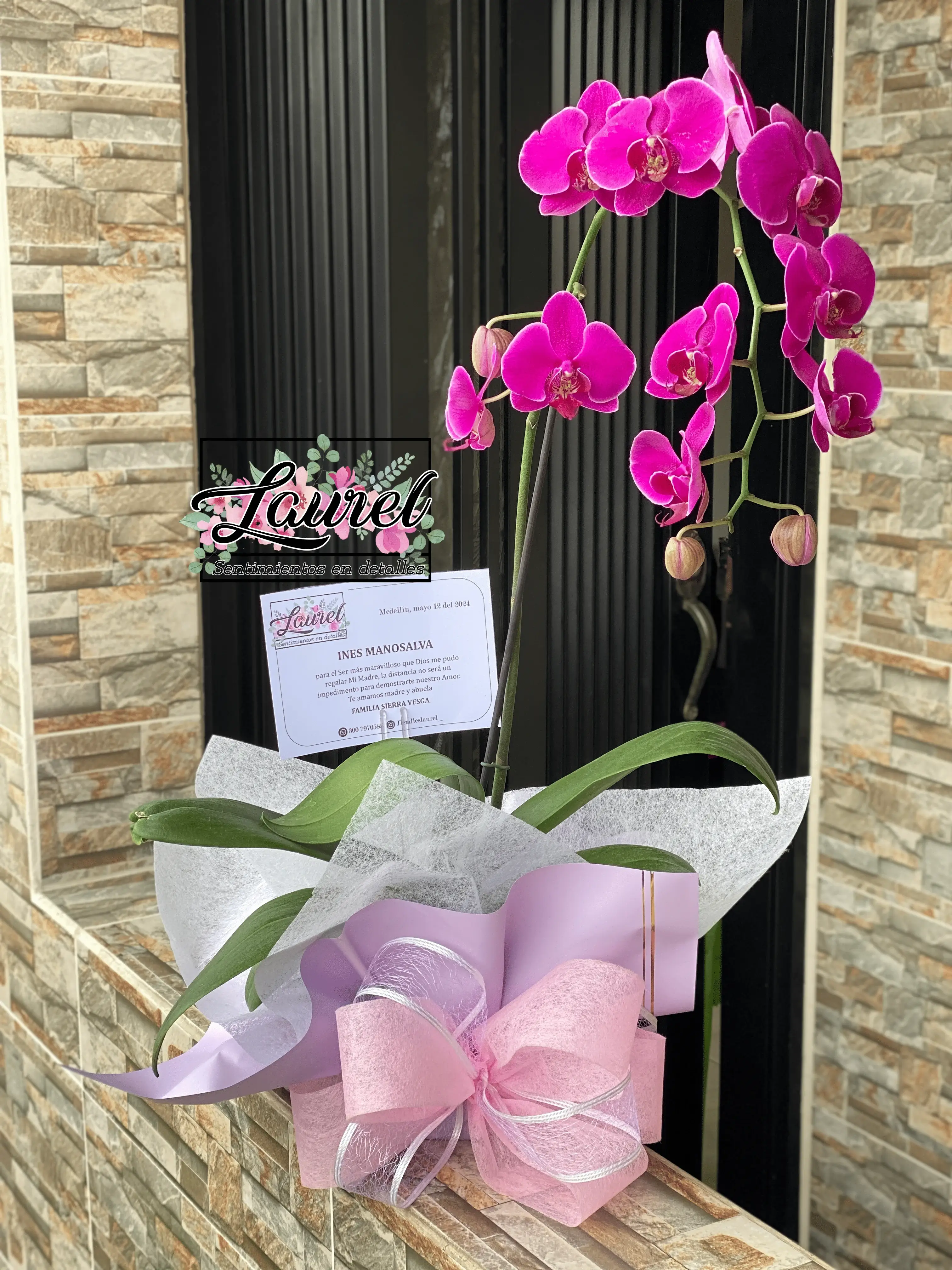 Plantas de Orquídea